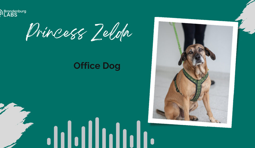 Meet the Team: Princess Zelda