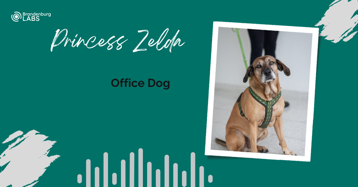 Meet the Team Princess Zelda